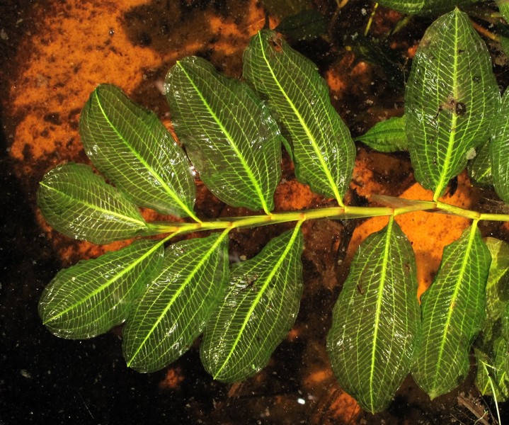 Potamogeton lucens